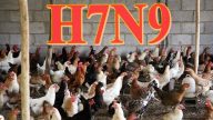 湖北男染H7N9禽流感  曾出没活禽市场