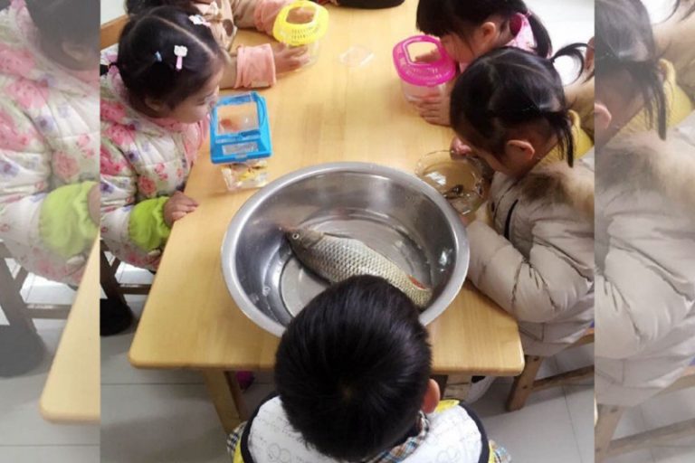 這條魚火了！幼稚園老師讓小朋友帶一條魚來觀察，結果這位小朋友的魚真是大大的不同