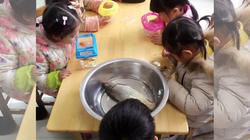 这条鱼火了！幼稚园老师让小朋友带一条鱼来观察，结果这位小朋友的鱼真是大大的不同