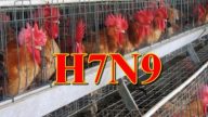 广东今年新增11人染H7N9禽流感 已2人死亡