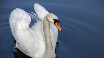 武漢爆H5N8禽流感 動物園314隻天鵝全部死亡或銷毀