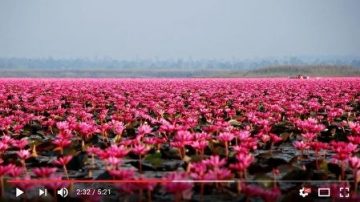 泰国红莲花海 CNN评为世界十大奇湖之一(视频)