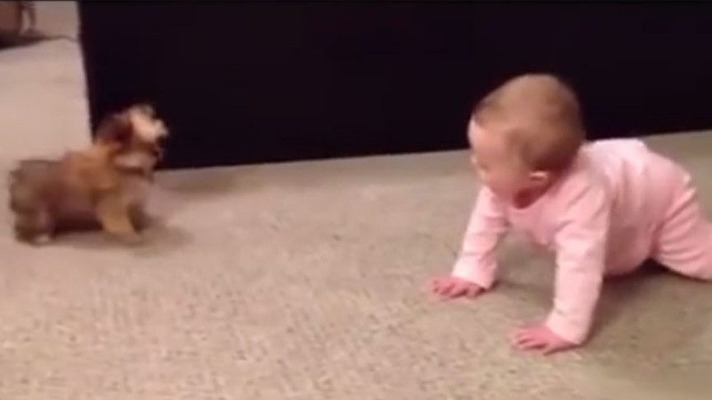 學爬的寶寶首次見狗狗 狗寶寶也初次見小寶寶 於是出現了視頻的這一幕