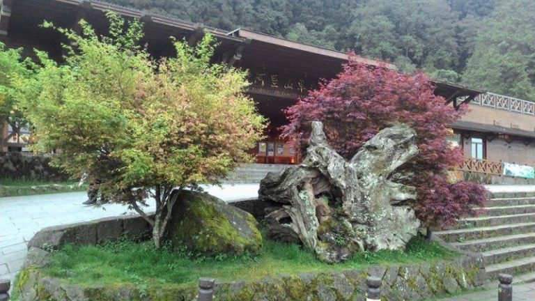 過年嘉義遊 阿里山鰲鼓濕地連線