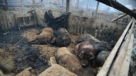 山东疑放烟花失火烧猪舍 致近百活猪变烤猪