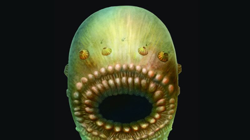 嘴巴巨大無肛門 距今5.4億年生物全球關注