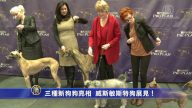 三種新狗狗亮相 威斯敏斯特狗展見！