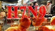 H7N9禽流感辽宁新增2人感染 湖北山东增3人