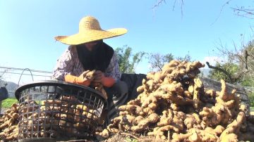 台风暖冬影响品质 老姜市场价格下跌