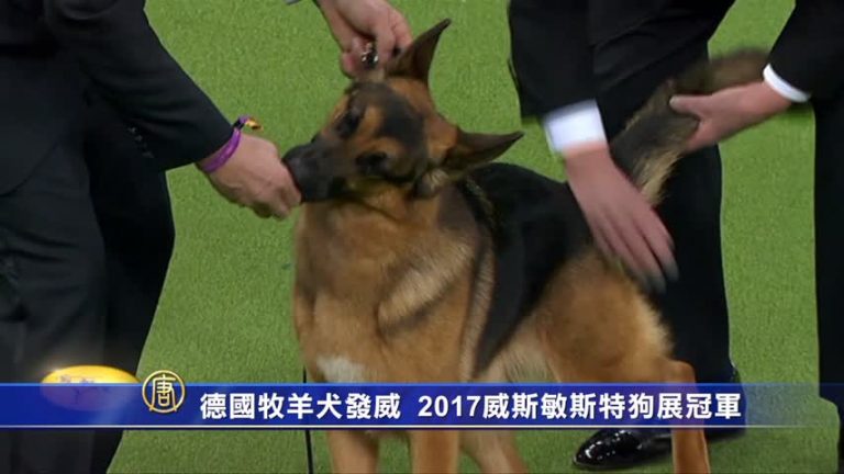 德國牧羊犬奪冠  紐約高檔餐廳吃牛排