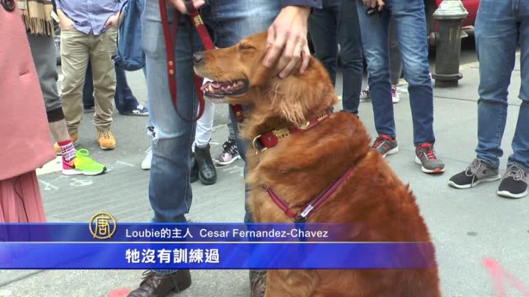 療癒！紐約金毛犬給路人「愛的抱抱」