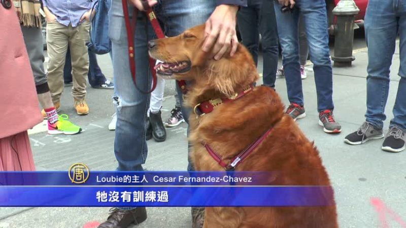 疗愈！纽约金毛犬给路人“爱的抱抱”