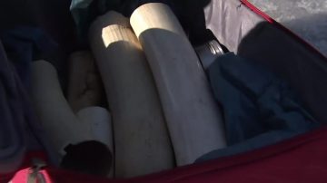捷克狗狗训练中心 调教“人类好帮手”