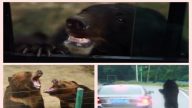 重庆游客动物园开窗游览 黑熊趴车窗讨苹果
