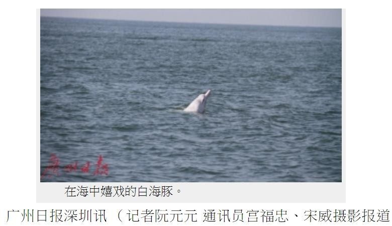 白海豚“一家三口” 大年三十现身深圳海域
