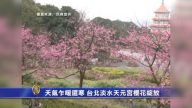 天气乍暖还寒 台北淡水天元宫樱花绽放