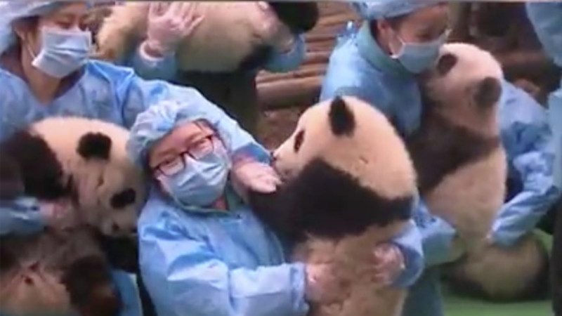 难度爆表？还是爆笑！23个大人抱23只熊猫宝宝拍照视频 火爆社媒朋友圈