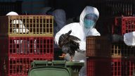 中国大陆H7N9禽流感爆发  20天内24死
