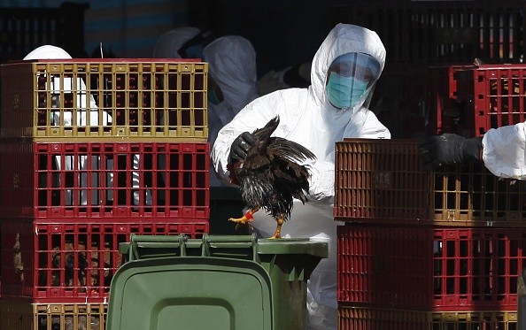 中国大陆H7N9禽流感爆发  20天内24死