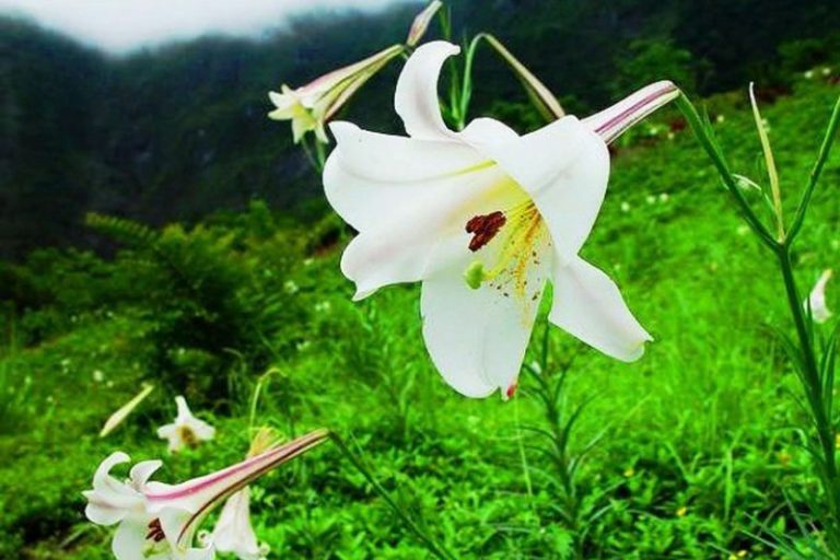 野百合滴血！延安整風祭刀第一人——北大才子王實味