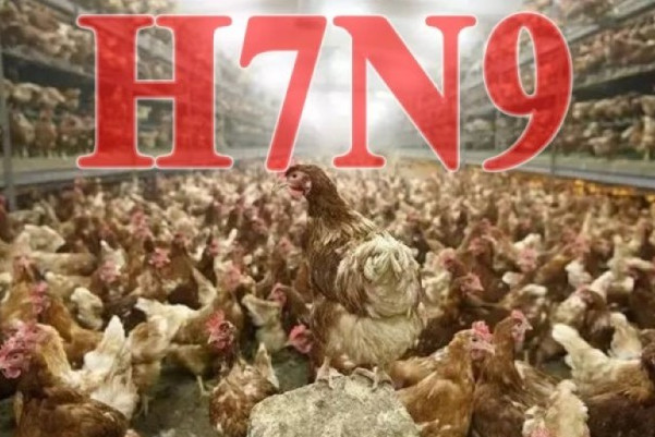 郑州4日两例H7N9禽流感 两中年男子病危