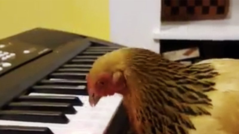 果真是雞年！老母雞竟然會彈琴，更誇張的是彈奏的是愛國歌曲！