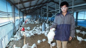 台南火雞暴斃確診感染H5N6 花縣水陸禽21日前禁運