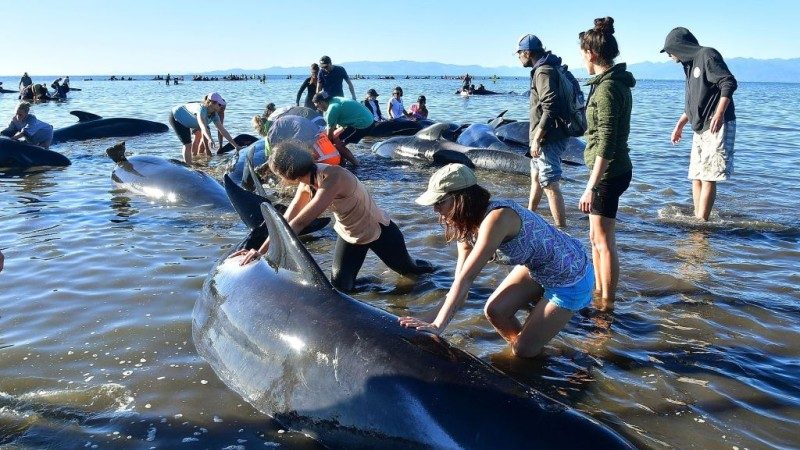 新西蘭擱淺鯨魚危機解除 鯨屍防爆開洞洩氣