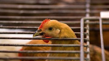 广州禽类市场查出H7N9病毒  休市延长为13天