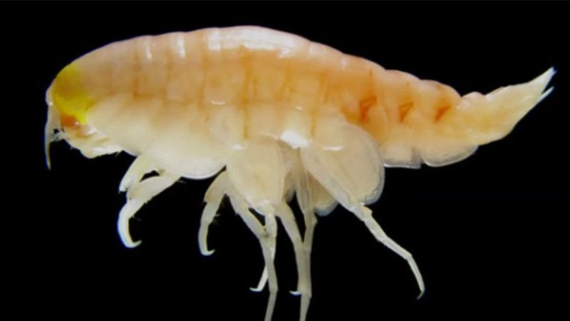 化學毒素太兇猛 地球最深海溝蝦遭侵蝕