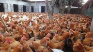 大陸爆發禽流感 上月至少79人致死