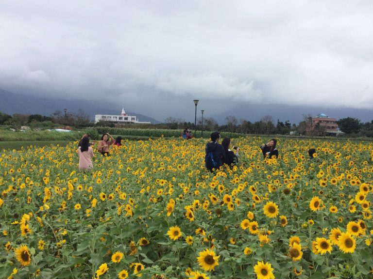 花蓮洄瀾灣4公頃向日葵 免費採摘帶回家
