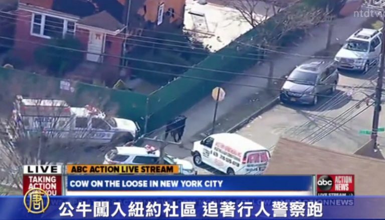 公牛闖入紐約社區 追著行人警察跑