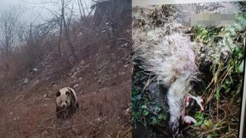 村民圈養山羊遭咬食  四川野生大熊貓也吃肉