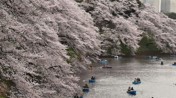 日本年超中國千萬遊客 旅日學者透原因