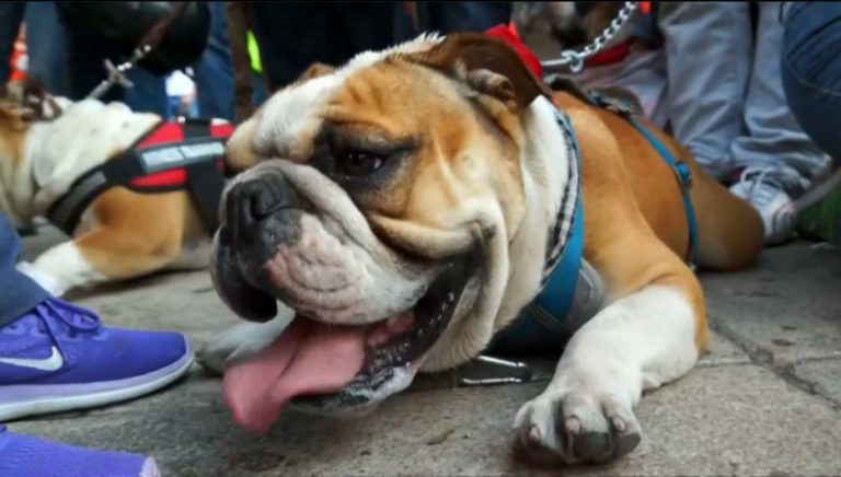 近千鬥牛犬集結 瞄準金氏世界紀錄（視頻）