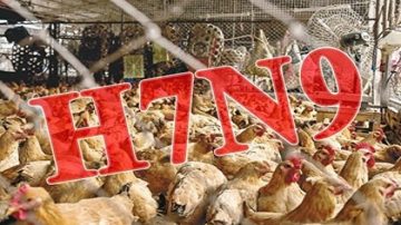 大陸H7N9疫情嚴峻 病毒變異抗藥