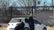 八達嶺動物園再現驚人一幕  黑熊伸爪入車內