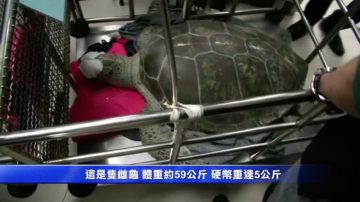 泰国存钱罐海龟 吞下近千枚硬币