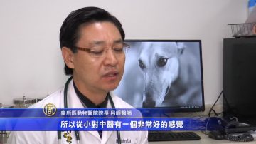 给宠物做针灸 纽约中医师乐此不疲