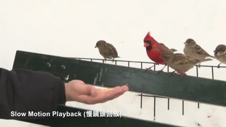 雪後喂鳥 牠還膽怯不敢吃（視頻）
