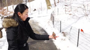 暴风雪过后 纽约中央公园风景如画