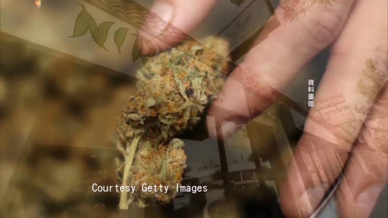 大麻危害知多少？ 多了解免禍遺子孫