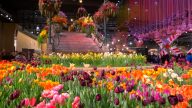 世界最大室內花展 領略荷蘭風光