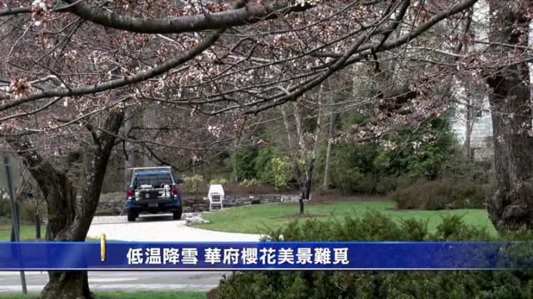 低溫降雪  華府櫻花美景難覓