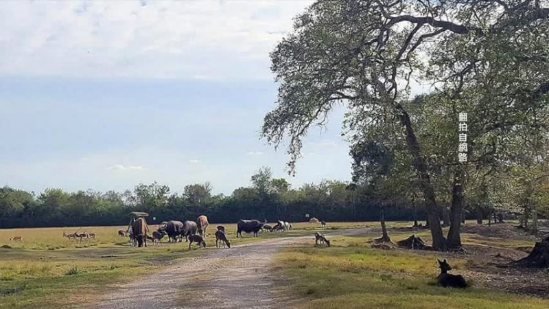 野生動物園7百萬美元出售 每年遊客約9萬