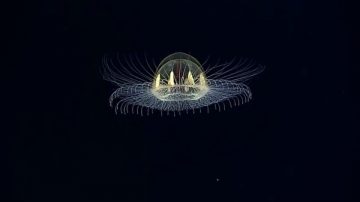 奇特深海生物：UFO型水母 會走路的魚