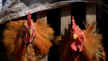 大陆H7N9致死率超三成 今年死亡116例