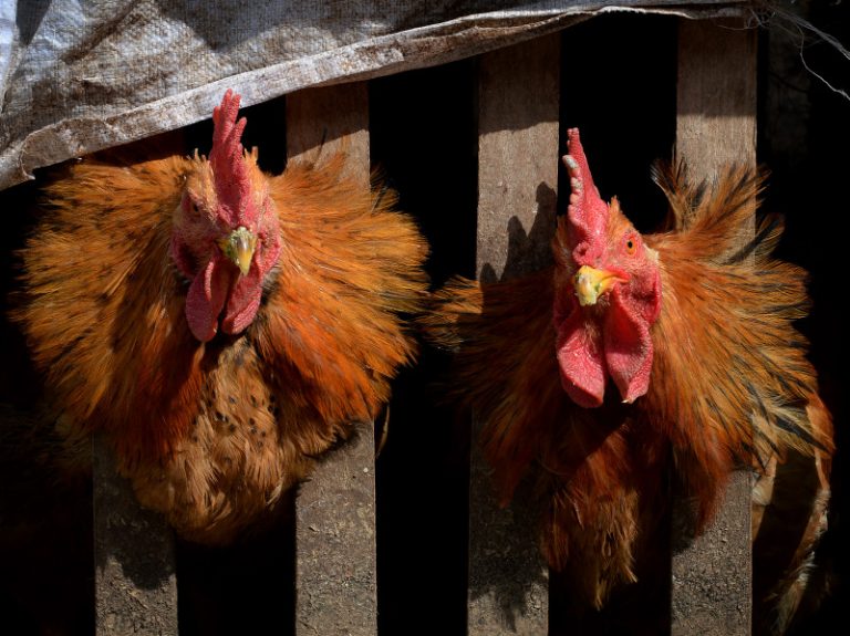 大陸H7N9致死率超三成 今年死亡116例
