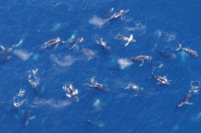 數百座頭鯨聚集南非海域 專家驚嘆稱奇